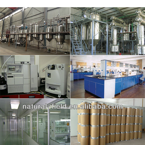 A fresh batch of green tea extract powder with high quality