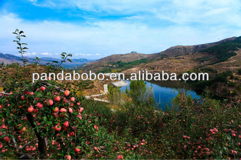 apple fruit specification fresh apple fruit on hot sale