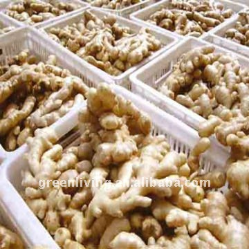 2013 new fresh ginger in good condition