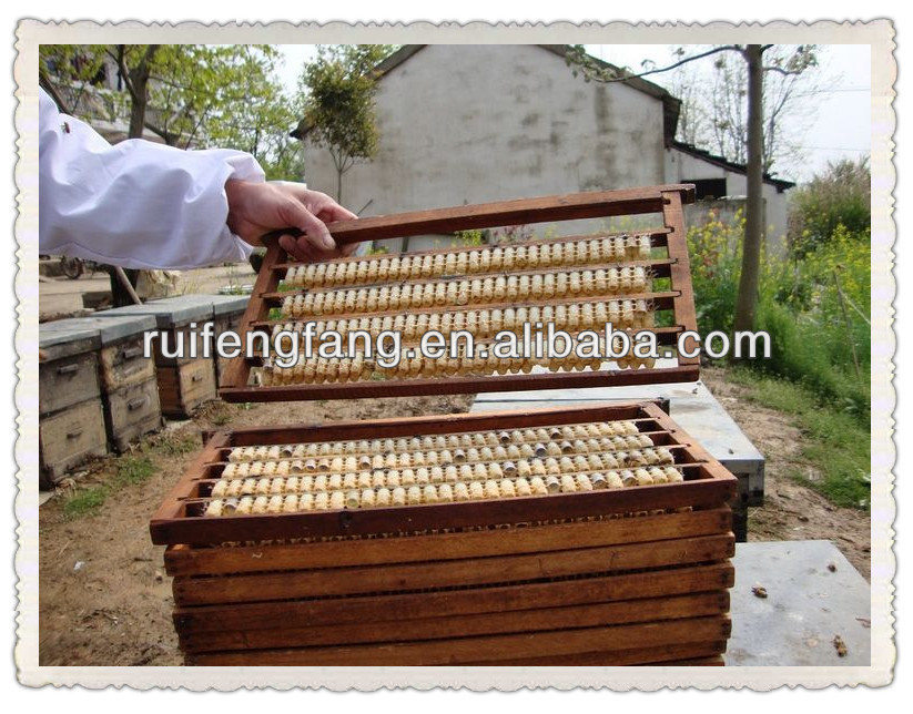 natural green lyophilized royal jelly powder reinforce vital energy
