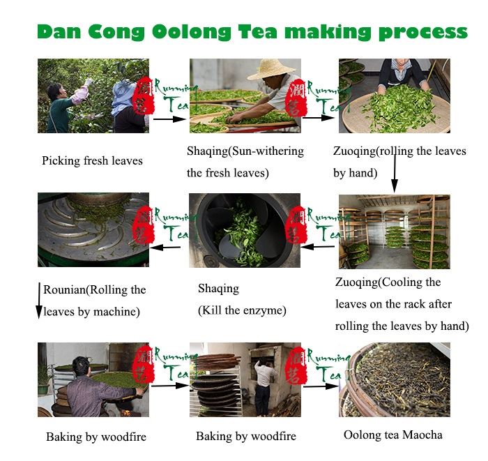 oolong tea extract powder