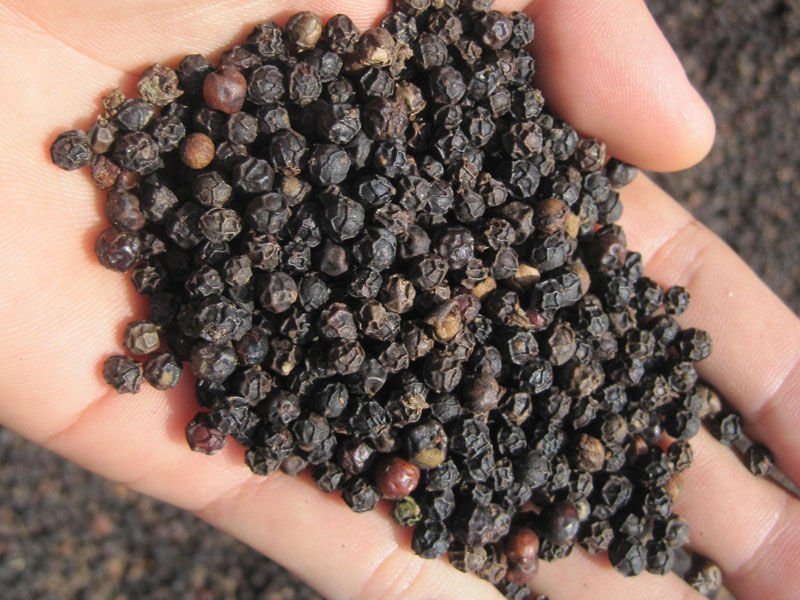 Vietnamese black pepper seeds