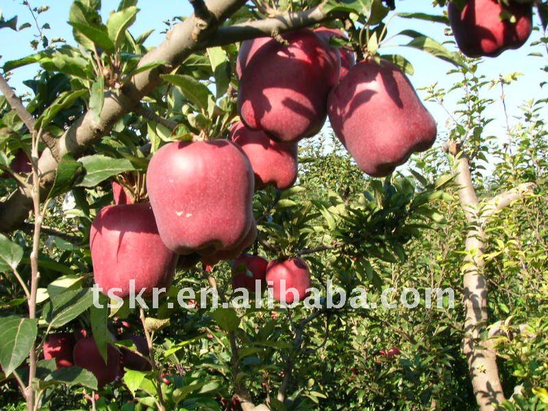 NEW arrival healty beautiful red delicious Chinese apple in 2011/fresh red sweet juicy huaniu apple