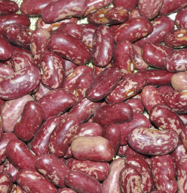 purple speckled kidney bean 2014 crop tops pp woven bag 50kg china supplier