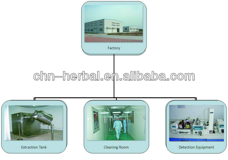 kakoo extract flower chamomiler tea extract organic chamomiler tea extract green chamomiler tea