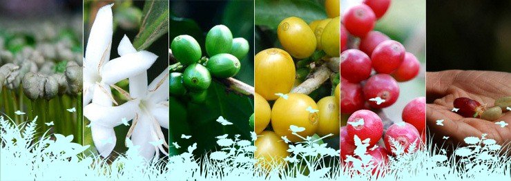 Good Value Bulk Spray Dried instant coffee