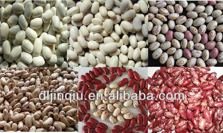 white kidney bean square type 2013 crop