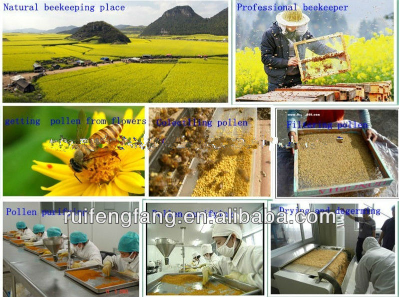 Wholesale corn bee pollen for male prostate health