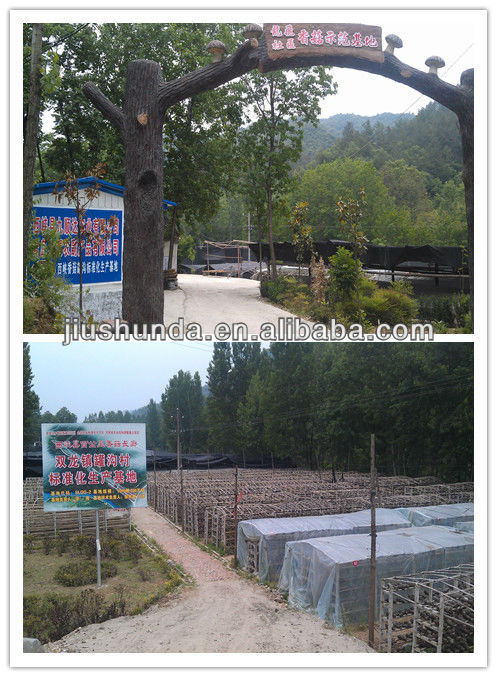 Hight quality Log Dried Mushroom