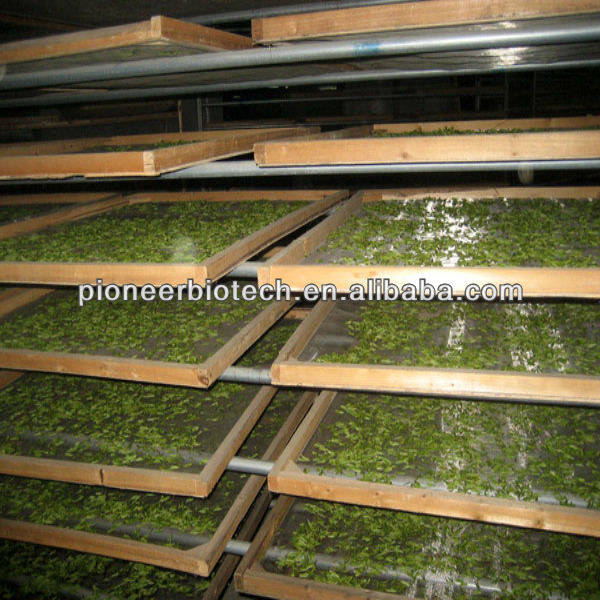 100% natural White Tea Extract in bulk stock