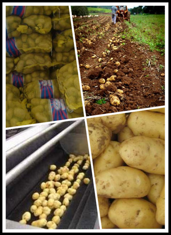 Fresh Potato In Bulk