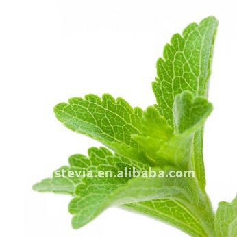 stevia / stevia powder / Stevia Rebaudiana as flavoring additives to coffee, tea, food and beverage
