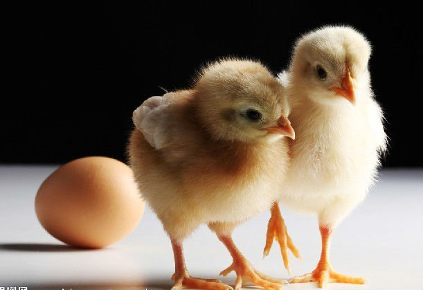 automatic egg incubator for fertile eggs/ fertile duck eggs for sale 