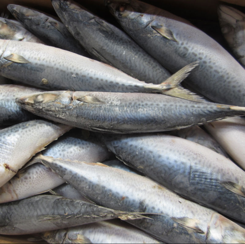 frozen fish pacific mackerel