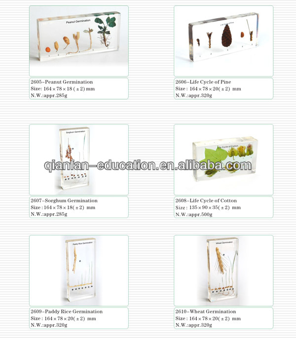 plant germination 1.jpg