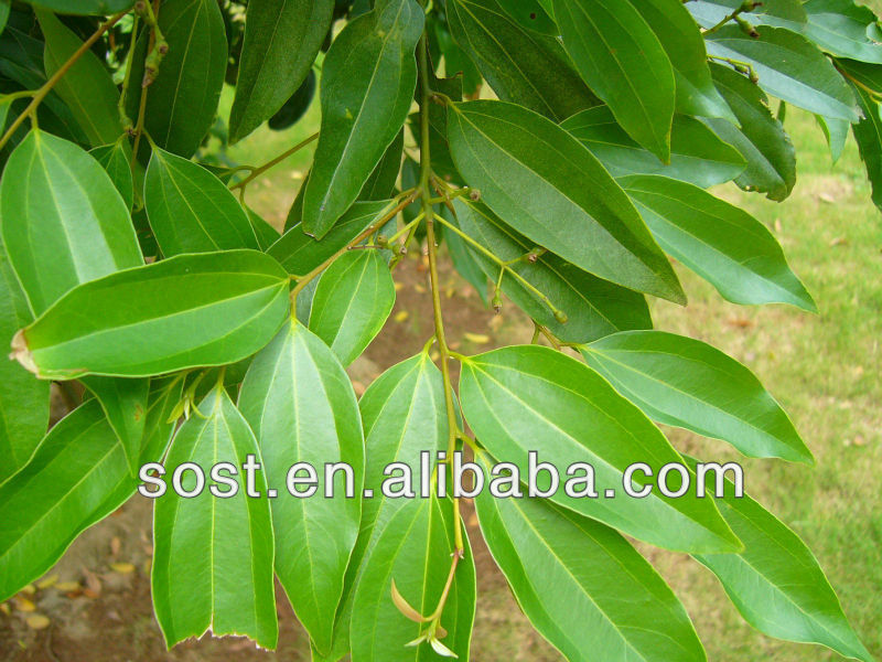 Powder Cassia Twig Extract Herbal Tea