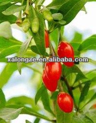 Bulk high quality goji berry plant extract powder Polysaccharide 5-60%