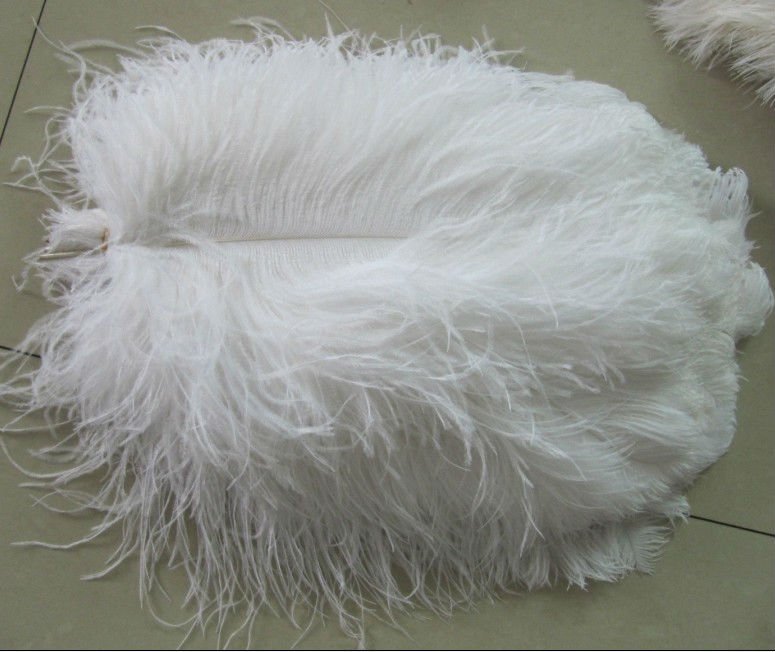 Size of ostrich feathers length information