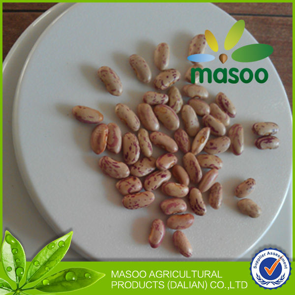 High quality light speckled kidney beans long shape