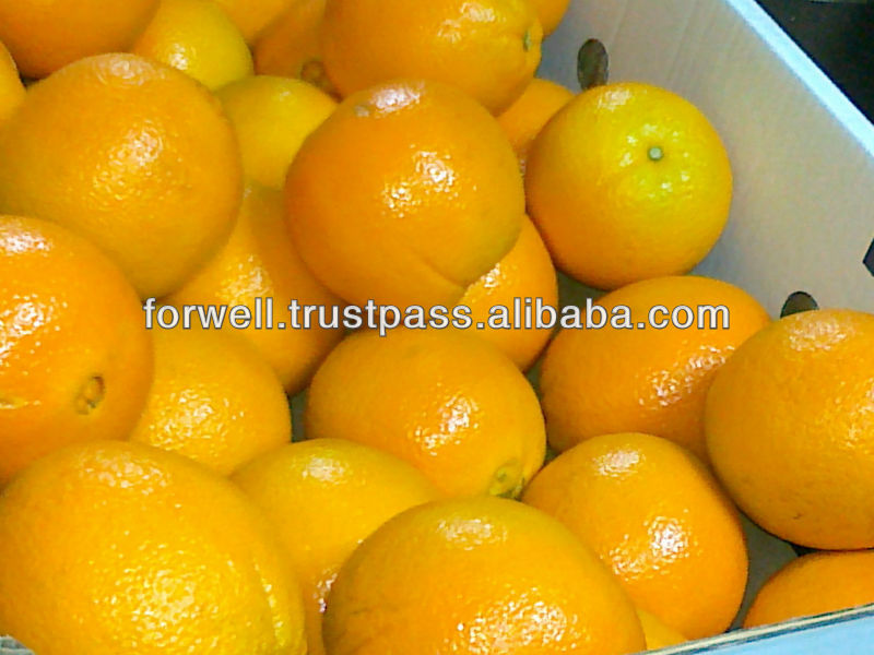 Fresh Valencia Orange Crop Egypt Forwell Export Import