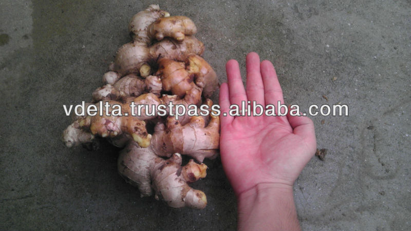 FRESH GINGER WITH HIGH QUALITY