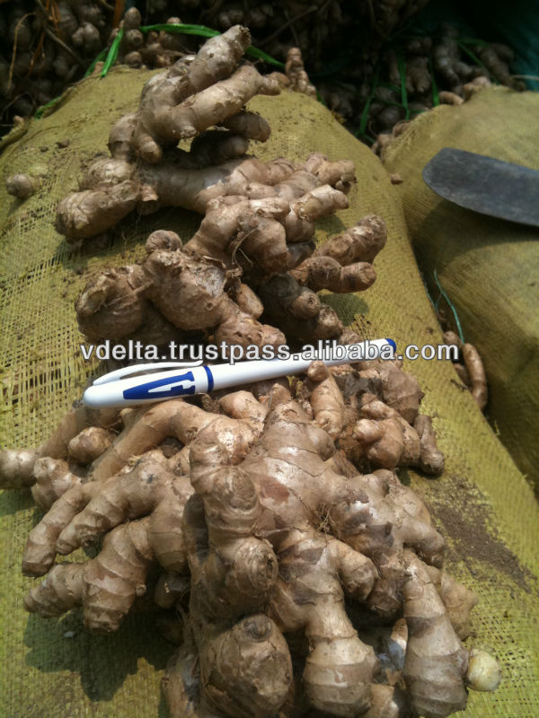 FRESH GINGER WITH HIGH QUALITY