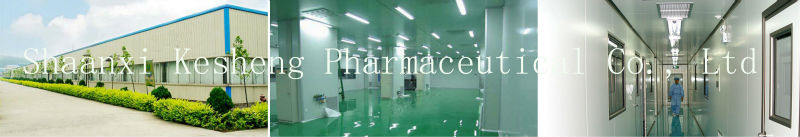 Organic White Tea Extract,Camellia sinensis O. Ktze.