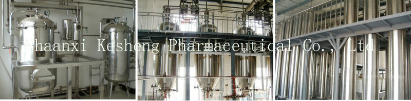 Organic White Tea Extract,Camellia sinensis O. Ktze.