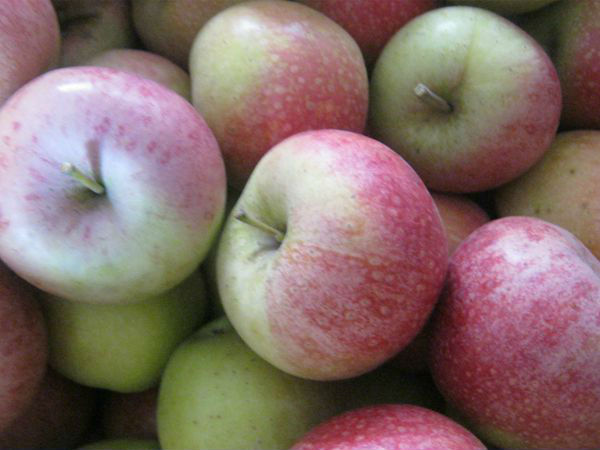fresh fuji apple