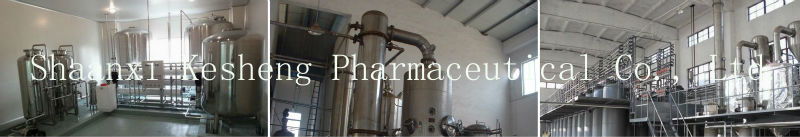 Organic White Tea Extract,Camellia sinensis O. Ktze.