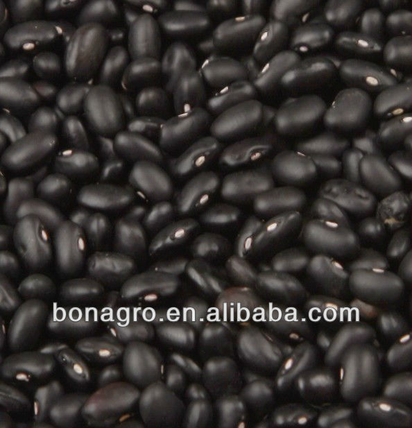 purple speckled kidney bean 2014 crop tops pp woven bag 50kg china supplier