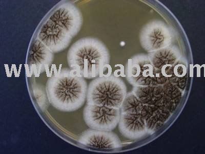  Nutrient on Fungi Test Kit Products  Buy Fungi Test Kit Products From Alibaba Com