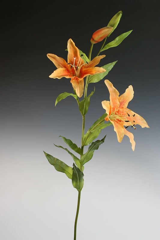tiger lily flower meaning. Tiger Lily Flower Meaning.