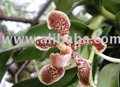 Vanda Species Wild Collected Orchids products, buy Vanda Species ... Vanda Species Wild Collected Orchids products, buy Vanda Species ...