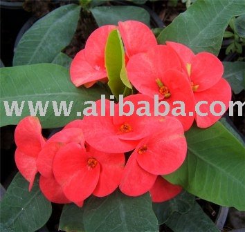 Red Euphorbia