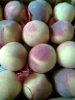 Fresh Peaches Fresh Peaches