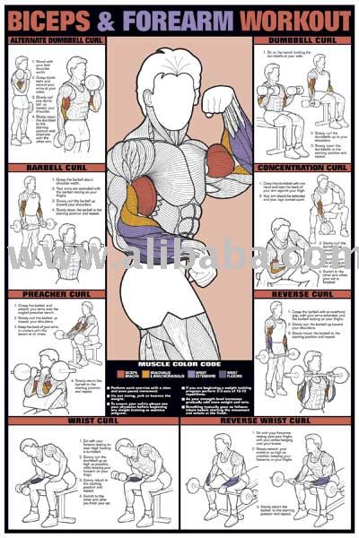 Free Posters on Poster Products Buy Biceps Forearm Workout 24 X 36 Poster