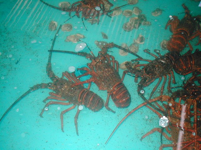 langosta. Live Lobster / Langosta Viva