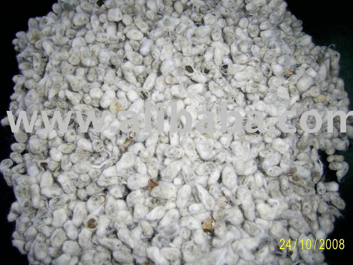 Cotton Seeds