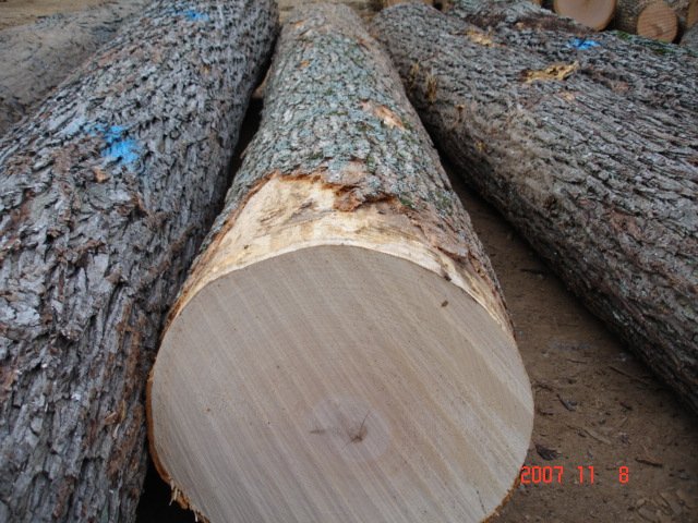 Maple Michigan Logging Company And Buyers Of Standing Timber