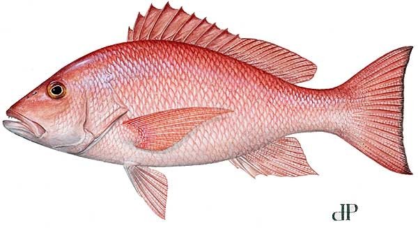I_want_to_sell_Red_Snapper_Fish.jpg