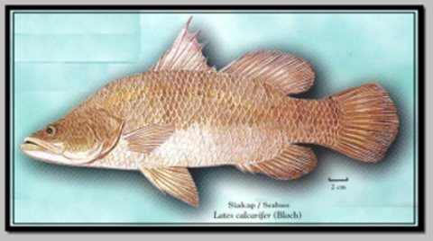 Goleoo - Gambar - jenis ikan kerapu