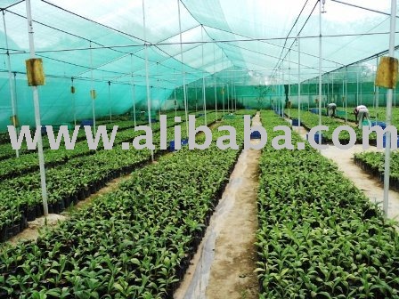 Greenhouse / Polyhouse / Shade Net - Buy Green House Product on ...