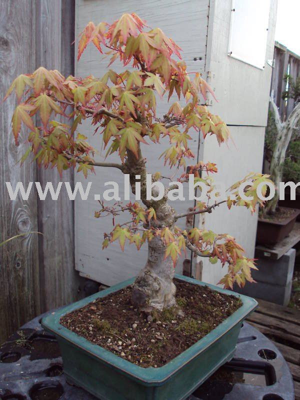 red japanese maple bonsai. red japanese maple leaves.