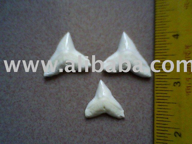 bull shark tooth. Bull Shark Teeth(Bangladesh)