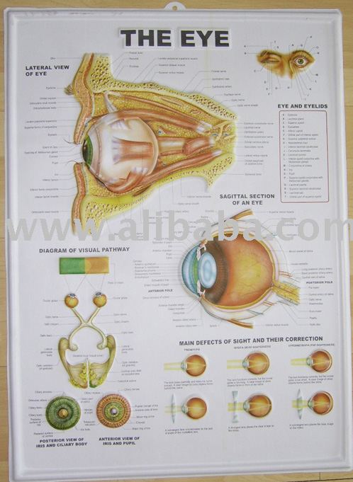 human anatomy chart. 3d human body embossed medical