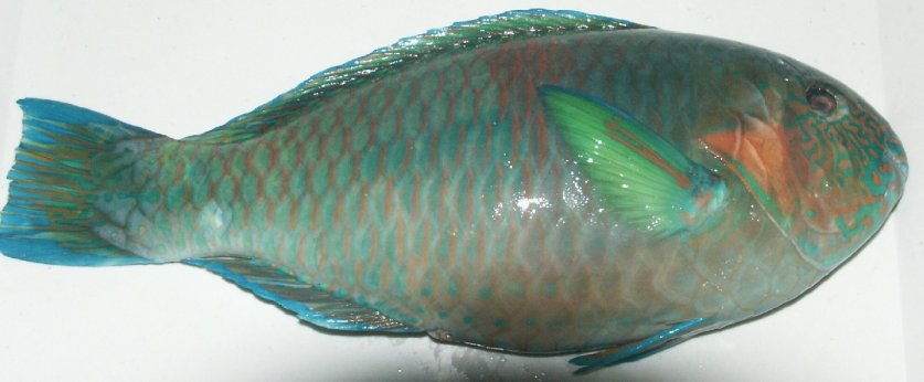 parrot fish parrot fish