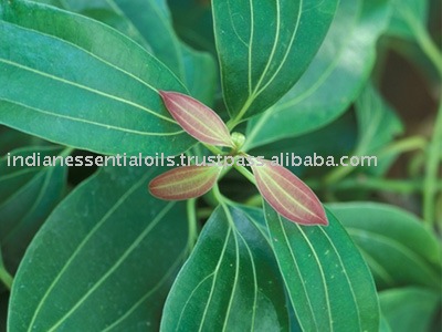 Cinnamomum Zeylanicum