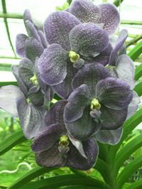 Vanda_Orchids.jpg