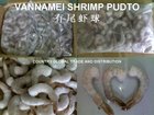 Frozen Vannamei Shrimp